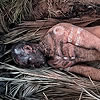 dead man lying on leaves
