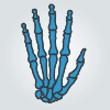 hand bones