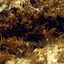 ants