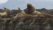 sea lions on the shore