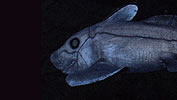 chimaera