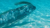 oarfish