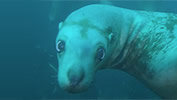Stellar sea lion