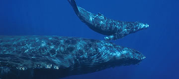 whales